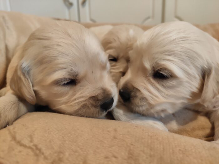 Nemzetközi Golden Retriever Nap